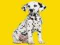 Trò chơi Câu đố ghép hình Phantom Pups  trực tuyến
