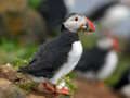 Trò chơi Ghép hình chim Puffin  trực tuyến