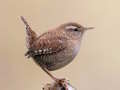 Trò chơi Birdlingo trực tuyến