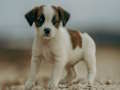 Trò chơi Trò chơi ghép hình Jack Russell  trực tuyến
