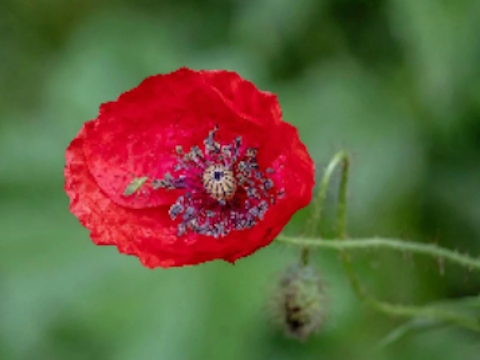 Trò chơi Poppy Nature Flower Jigsaw  trực tuyến